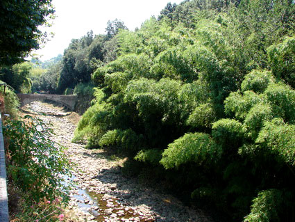 Goldrohr Bambus, Phyllostachys aurea