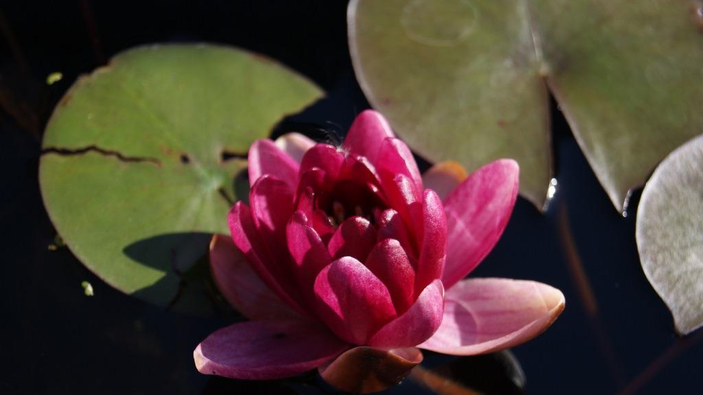 Nymphaea x cult.Froebeli, rote Zwergseerose