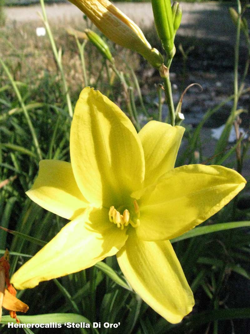 Taglilie, Hemerocallis in Sorten