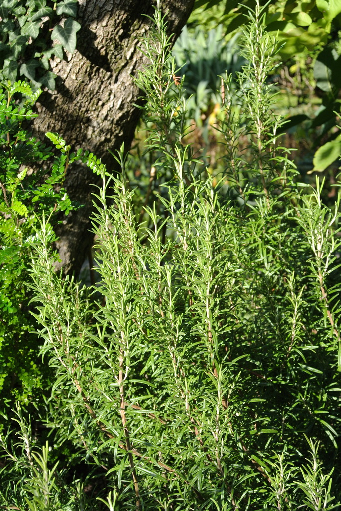 Rosmarin, Rosmarinus officinalis