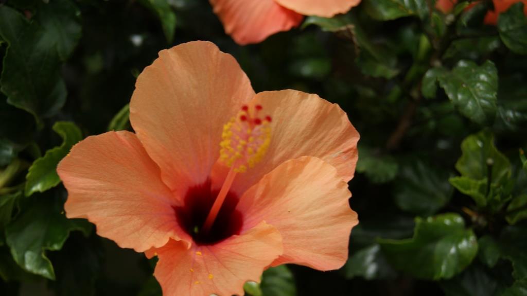 Hibiscus rosa-sinensis, Roseneibisch