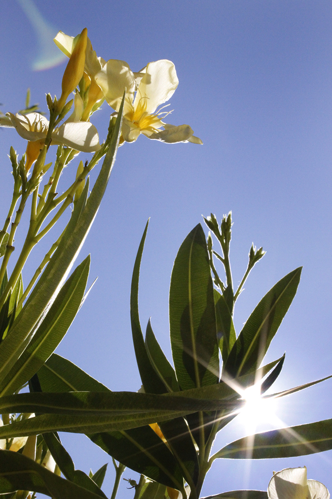 Oleander, Nerium oleander