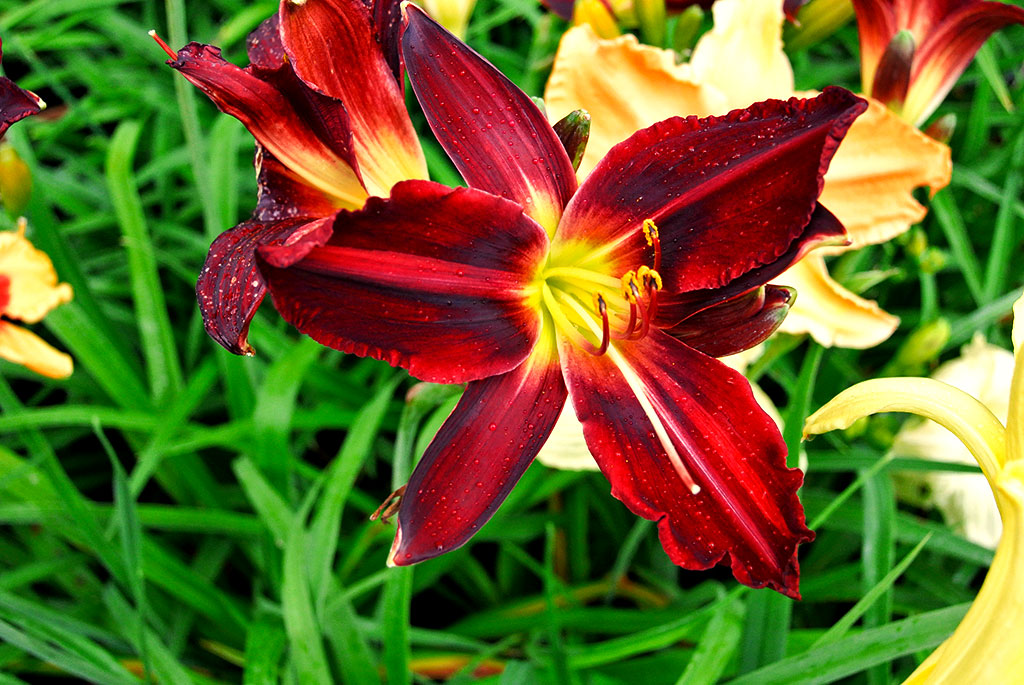 Taglilie, Hemerocallis in Sorten