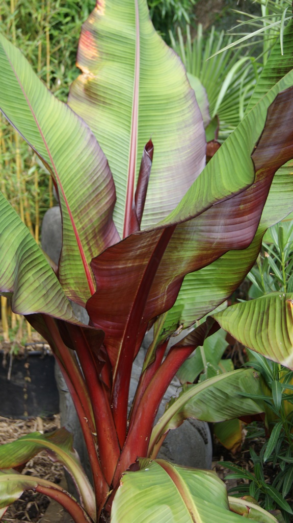 Rote Zierbanane - Ensete ventricosum Maurelli