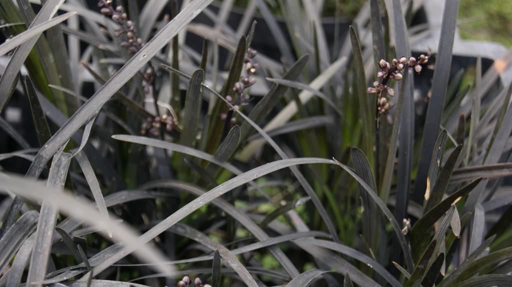 Schwarzer Schlangenbart, Ophiopogon planiscapus nigrescens