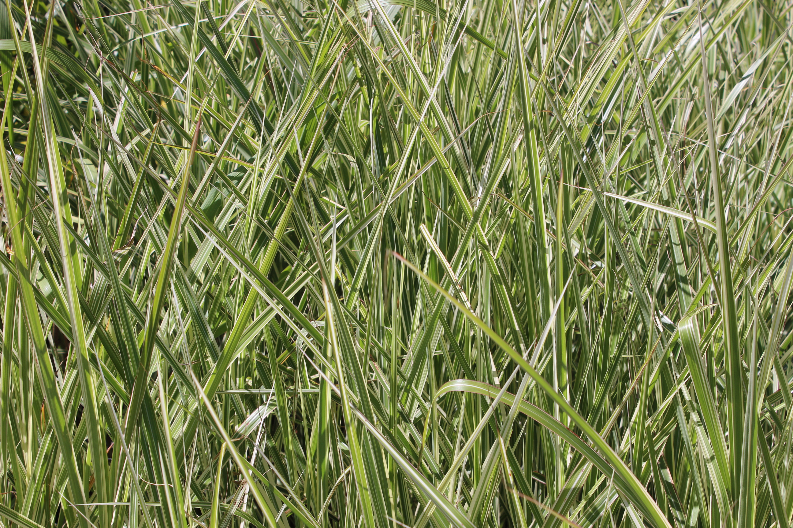 Weißbuntes Chinaschilf, Miscanthus sinensis Variegatus