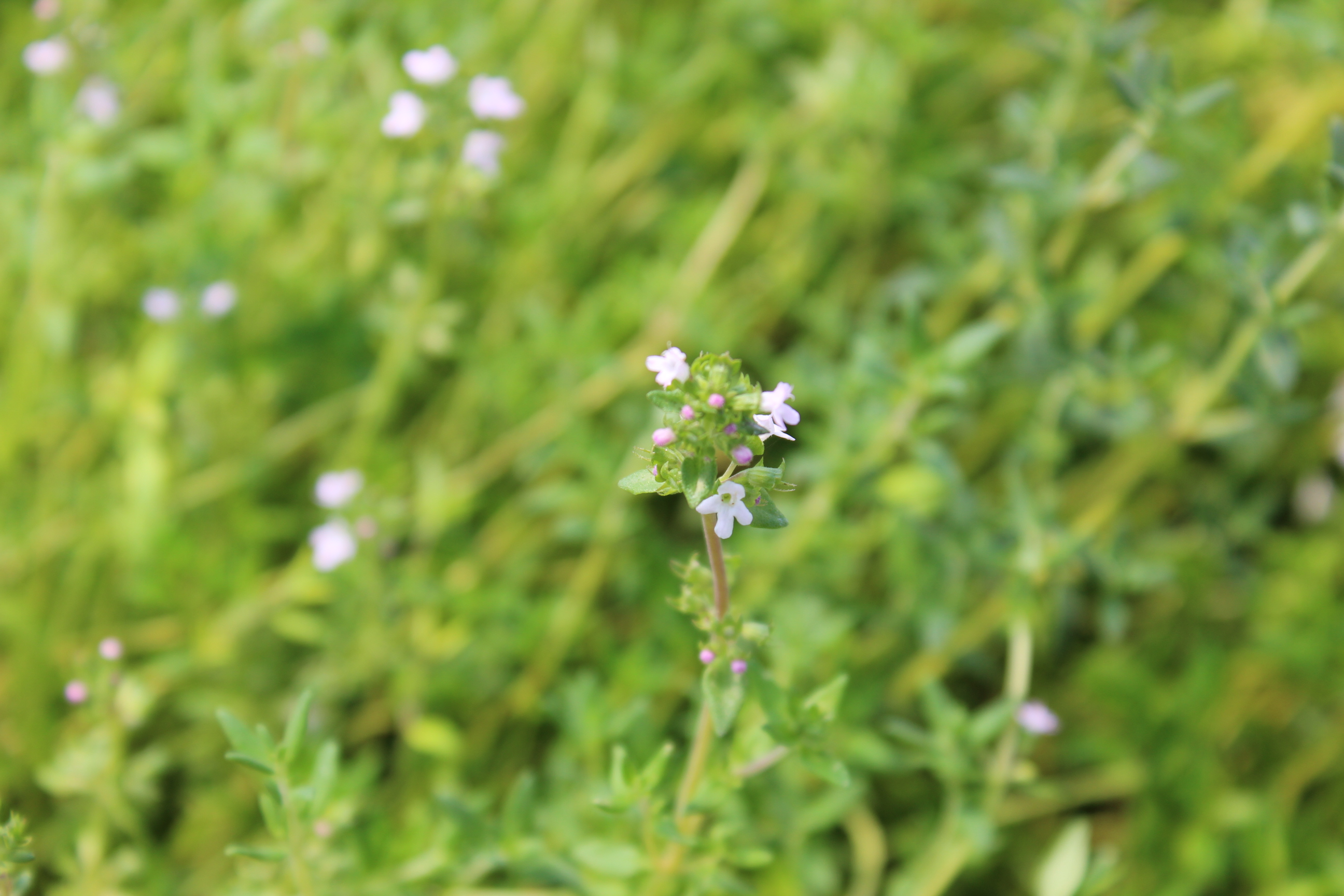 Echter Thymian, Thymus vulgaris