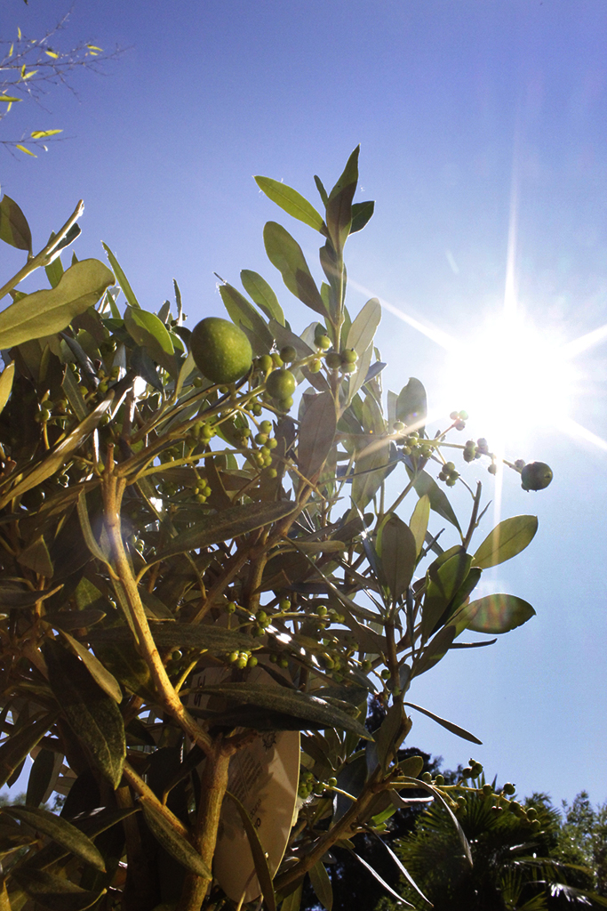 Olivenbaum Strauch, Olea europea