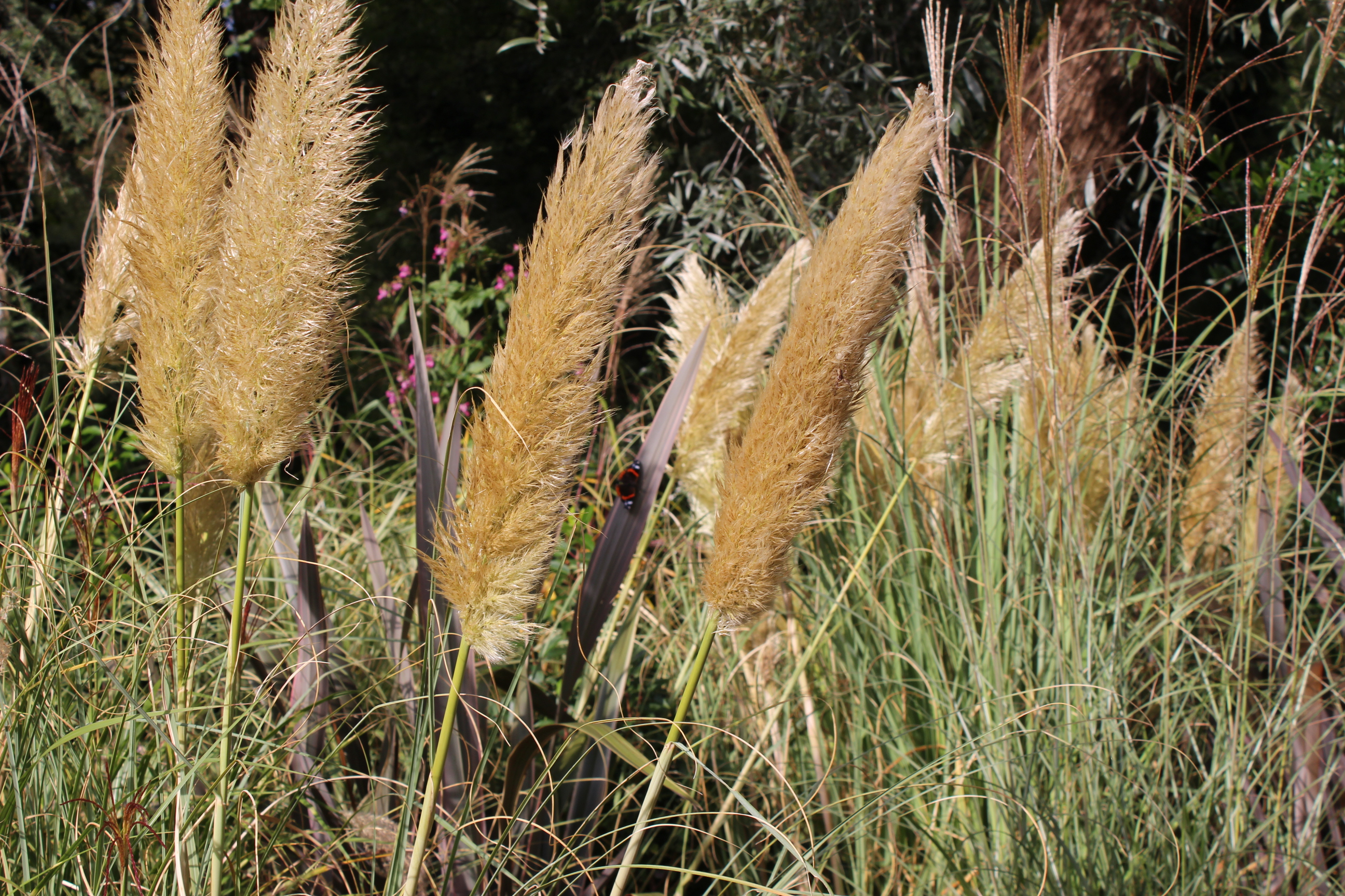 Kompaktes Pampasgras Pumila, Cortaderia selloana Pumila