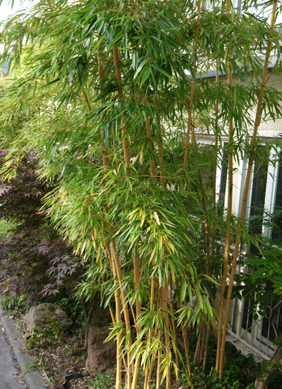 Zauber Bambus, Phyllostachys vivax Aureocaulis