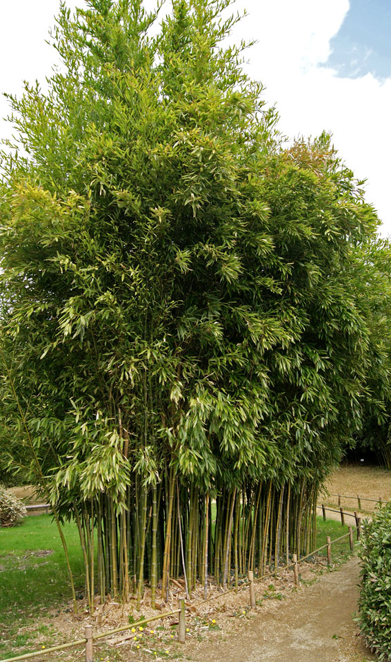 Schwarzer Knospenbambus, Phyllostachys atrovaginata