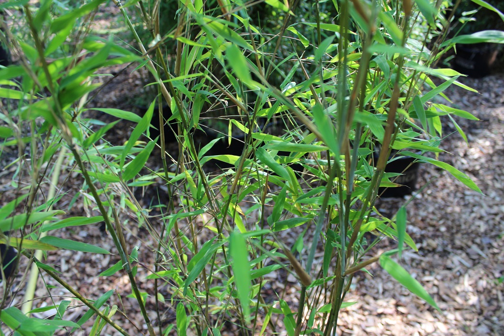 Obelisk Bambus, Fargesia nitida Obelisk