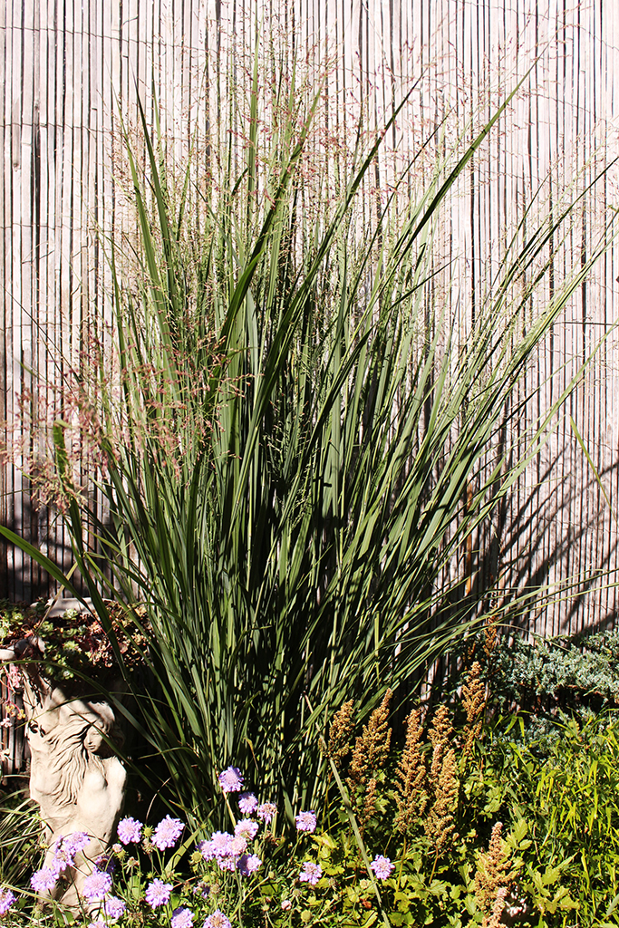 Riesen Rutenhirse, Panicum virgatum Nordwind