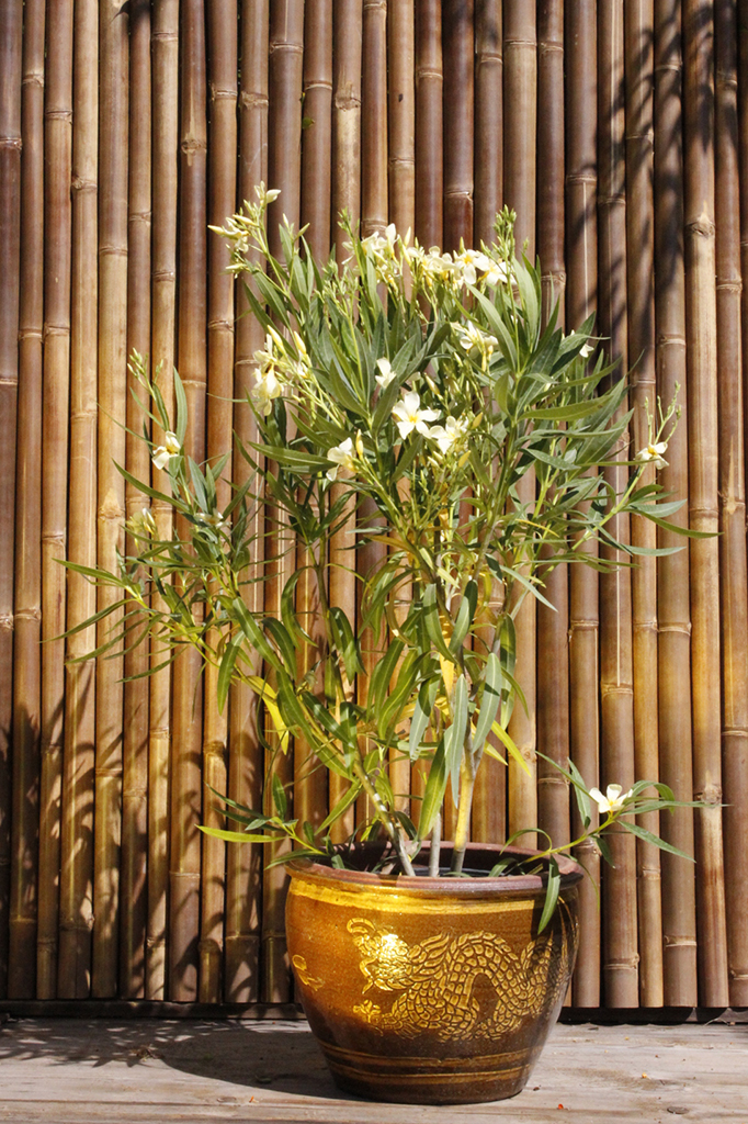 Oleander, Nerium oleander