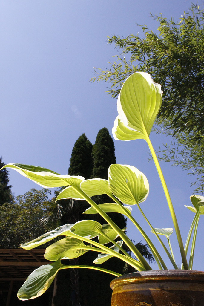 Weißrand-Funkie, Hosta Hybride Francee