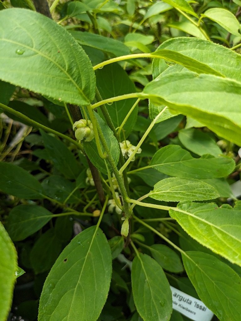 Selbstbefruchtende Kiwibeere, Actinidia arguta ``Issai``