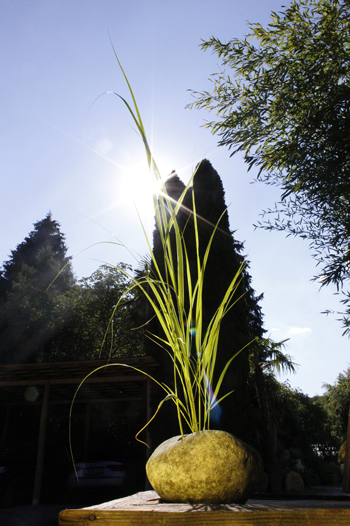 Goldbandgras, Spartina pectinata aureomarginata