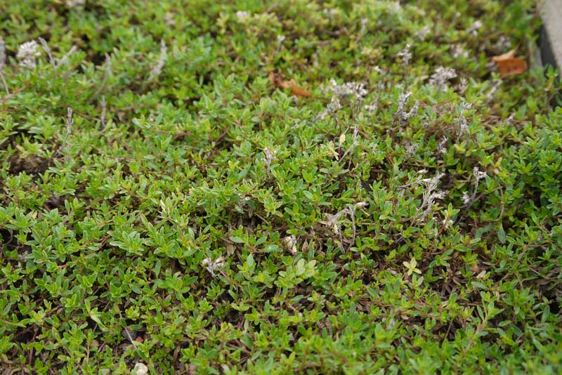 Thymus serpyllum, Sandthymian