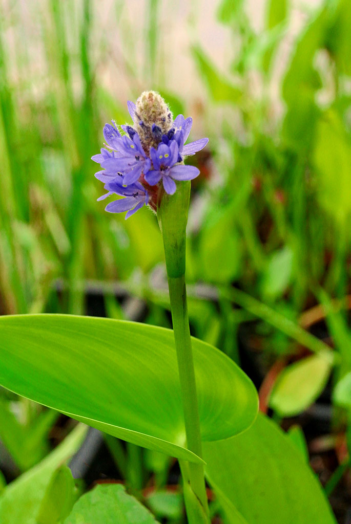 Pontederia cordata, Hechtkraut