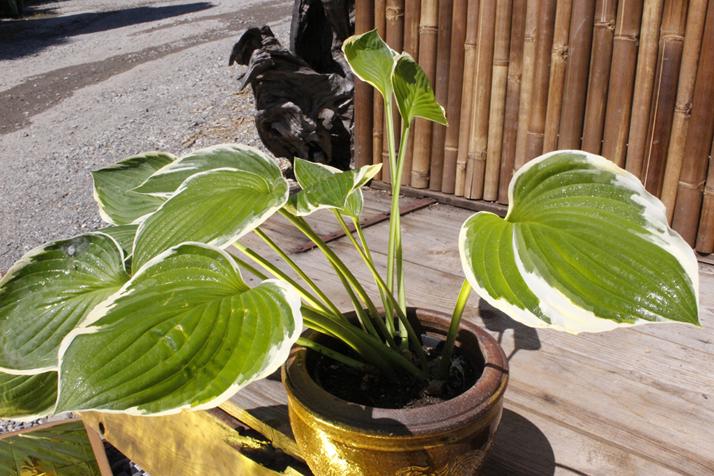 Weißrand-Funkie, Hosta Hybride Francee