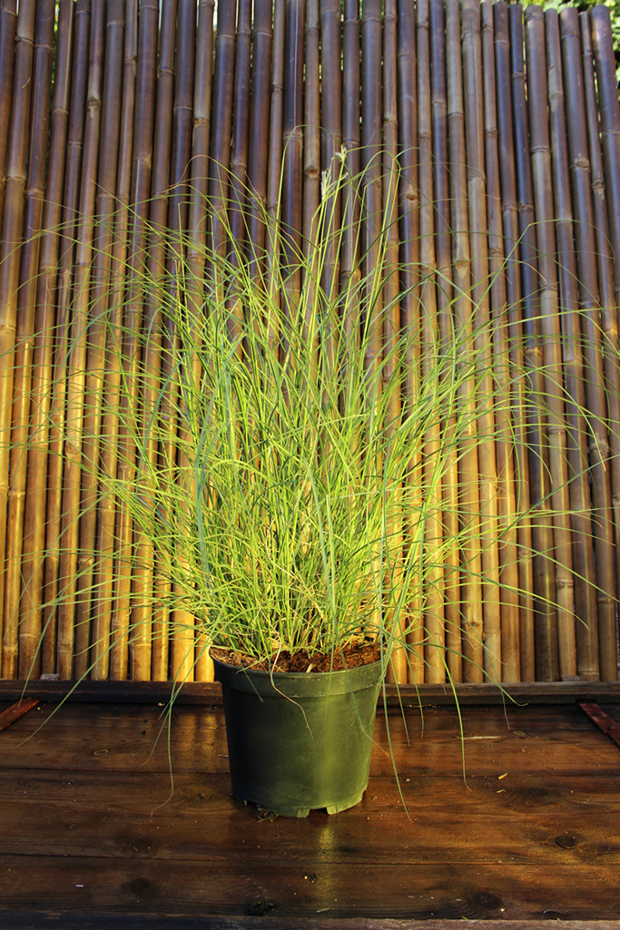 Halbhohes Chinaschilf - Miscanthus yakushima dwarf