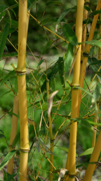 Goldener Peking Bambus, Phyllostachys aureosulcata Aureocaulis