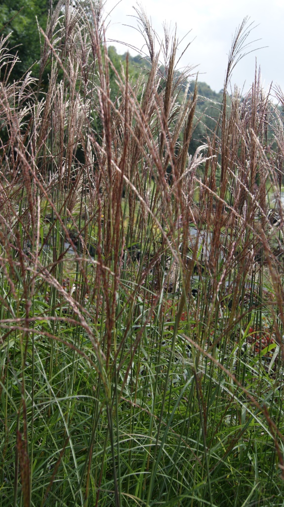 Chinaschilf Malepartus, Miscanthus sinensis Malepartus