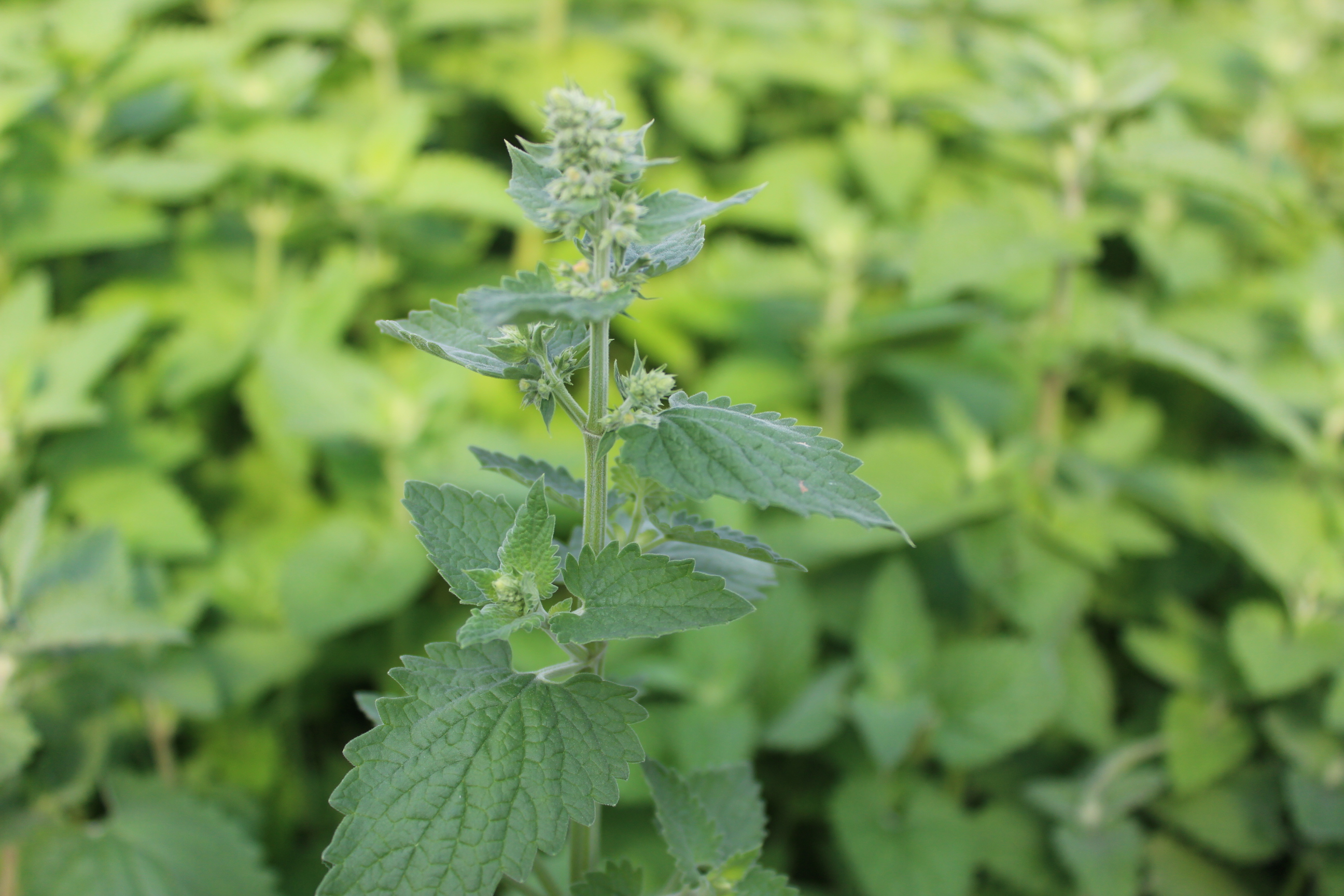 Zitronen-Katzenminze - Nepeta cataria citriodora