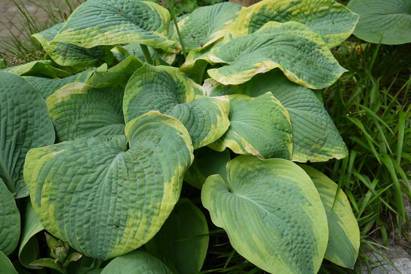 Blaue Gelbrand-Funkie, Hosta sieboldiana Frances Williams