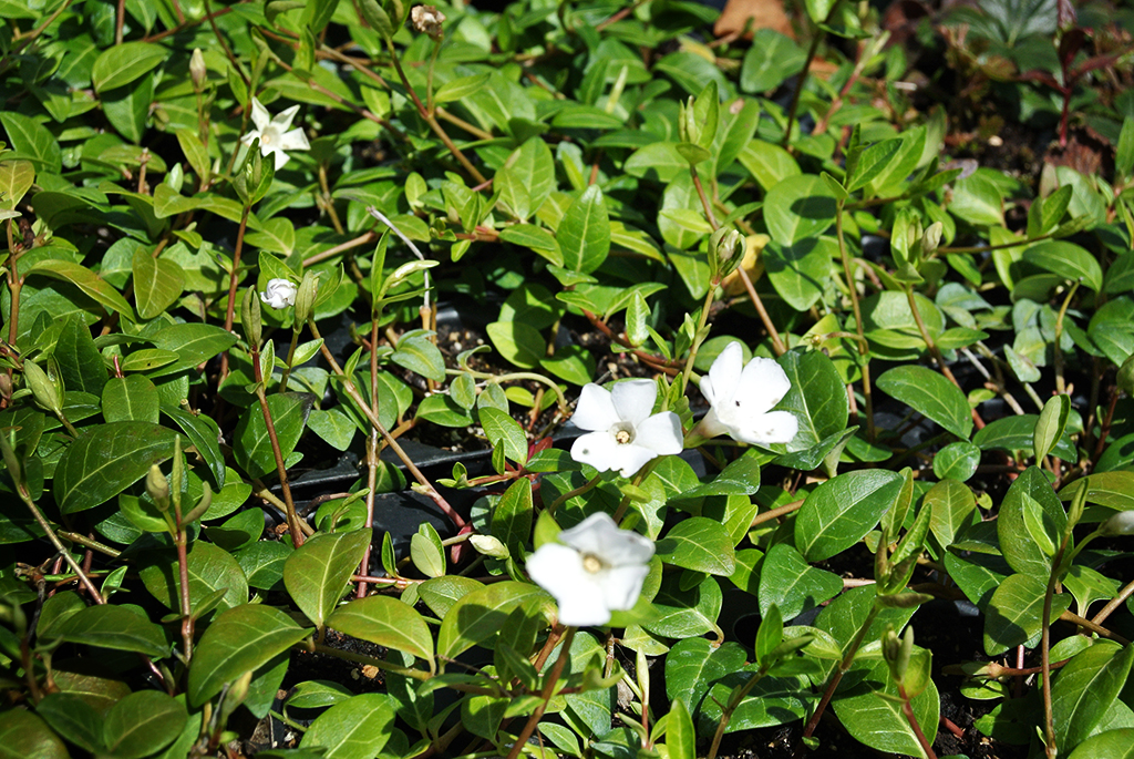 Kleines Immergrün, Vinca minor