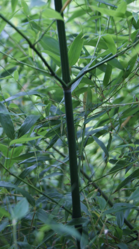 Blauer Bambus, Phyllostachys glauca