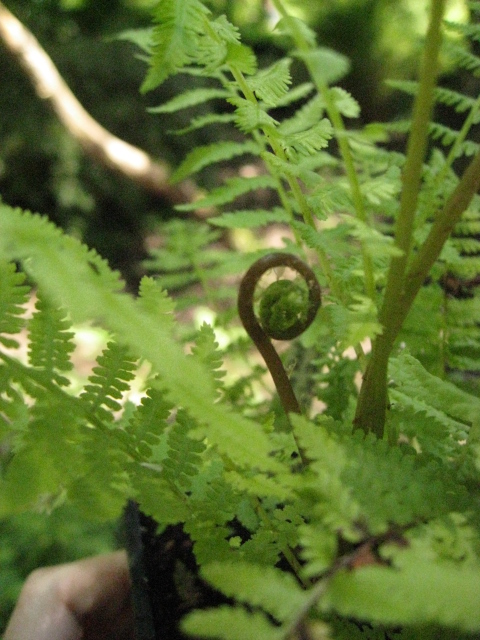 Wurmfarn, Dryopteris filix-mas