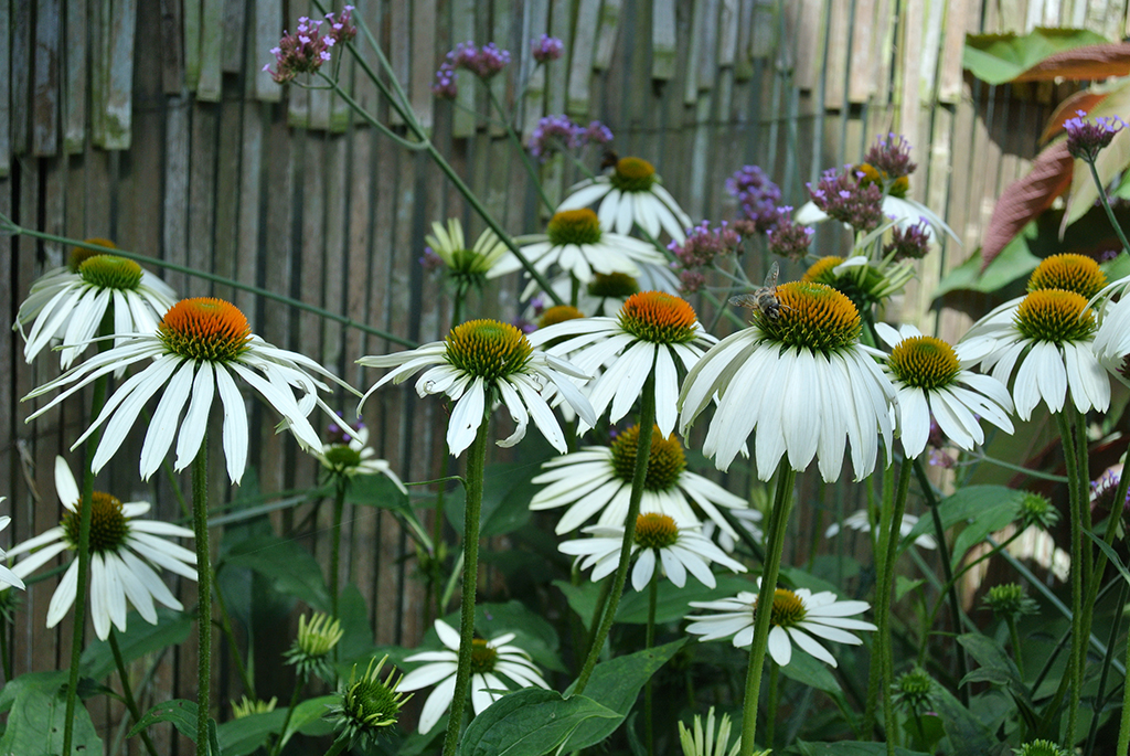 Sonnenhut, Echinacea purpurea in Sorten