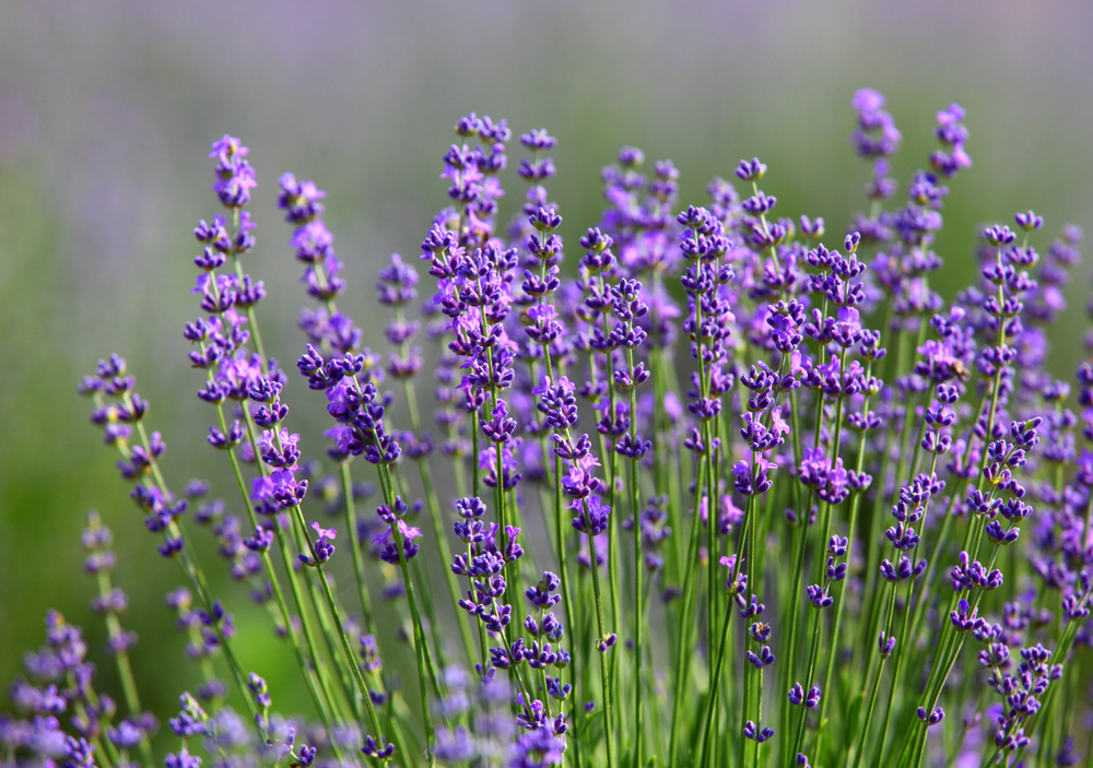 Echter Lavendel, Lavandula angustifolia