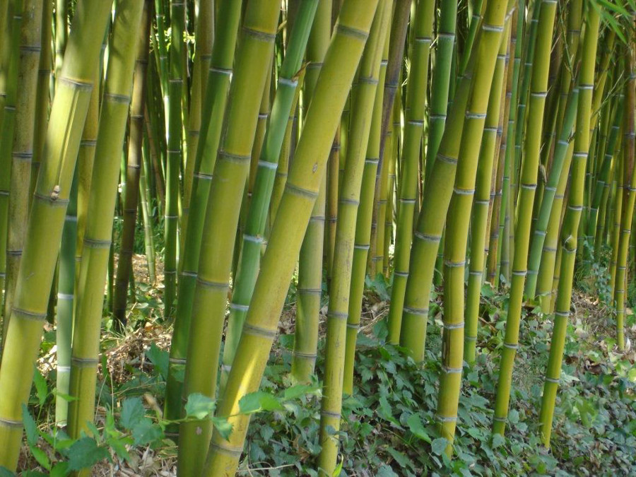 Grüner Bambus, Phyllostachys bissetii