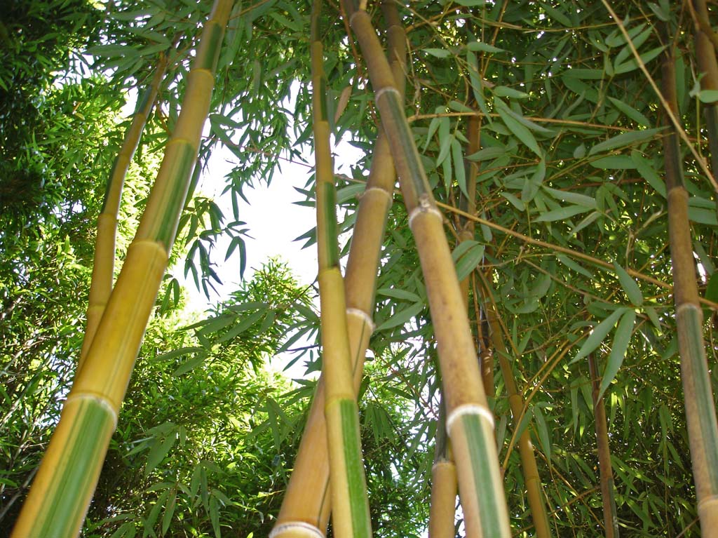 Golden Brillant Bambus, Phyllostachys bambusoides Castillonis