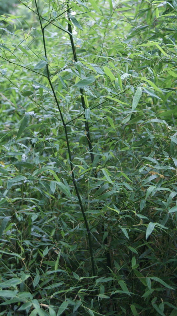 Blauer Bambus, Phyllostachys glauca