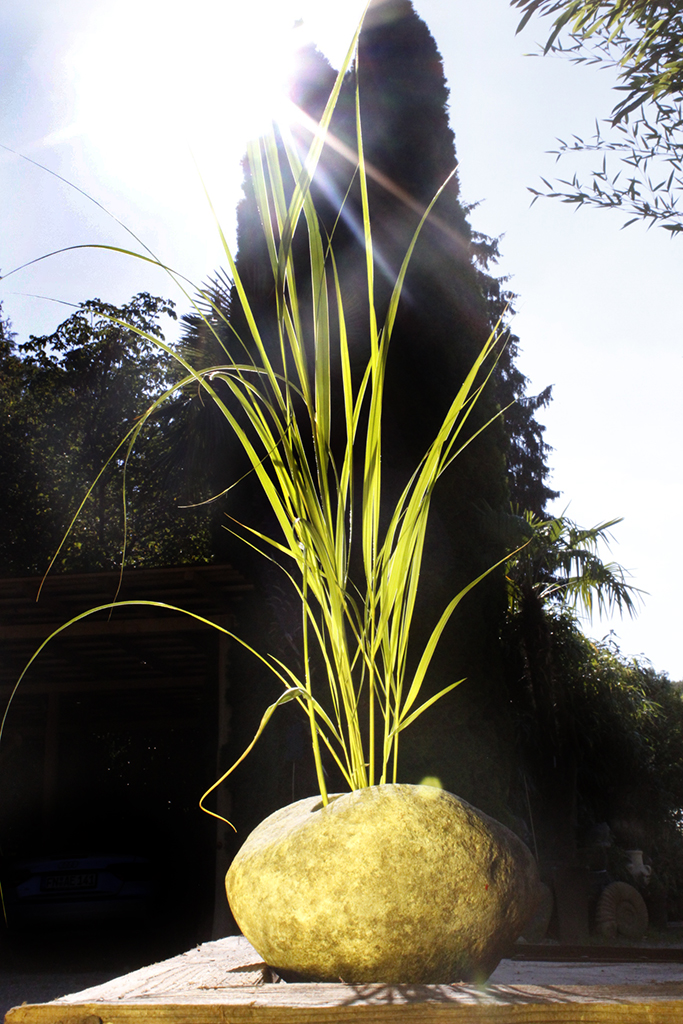 Goldbandgras, Spartina pectinata aureomarginata