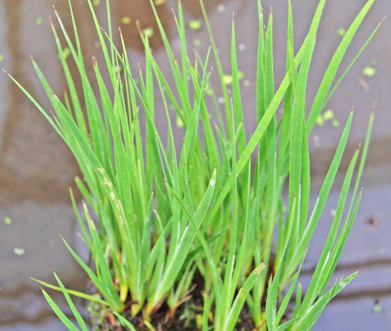 Juncus glaucus, Blaugrüne Binse