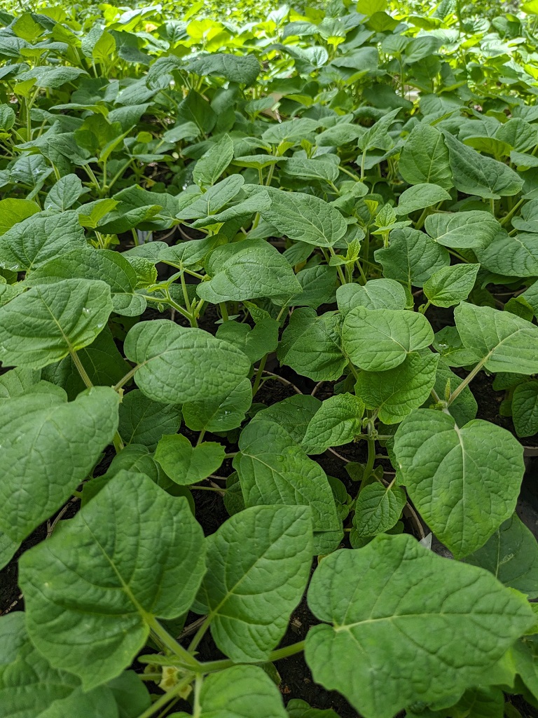 Physalis alkekengi- Riesenlampionblume