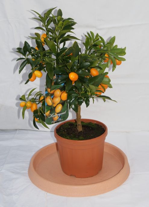 Kumquat, Fortunella margarita