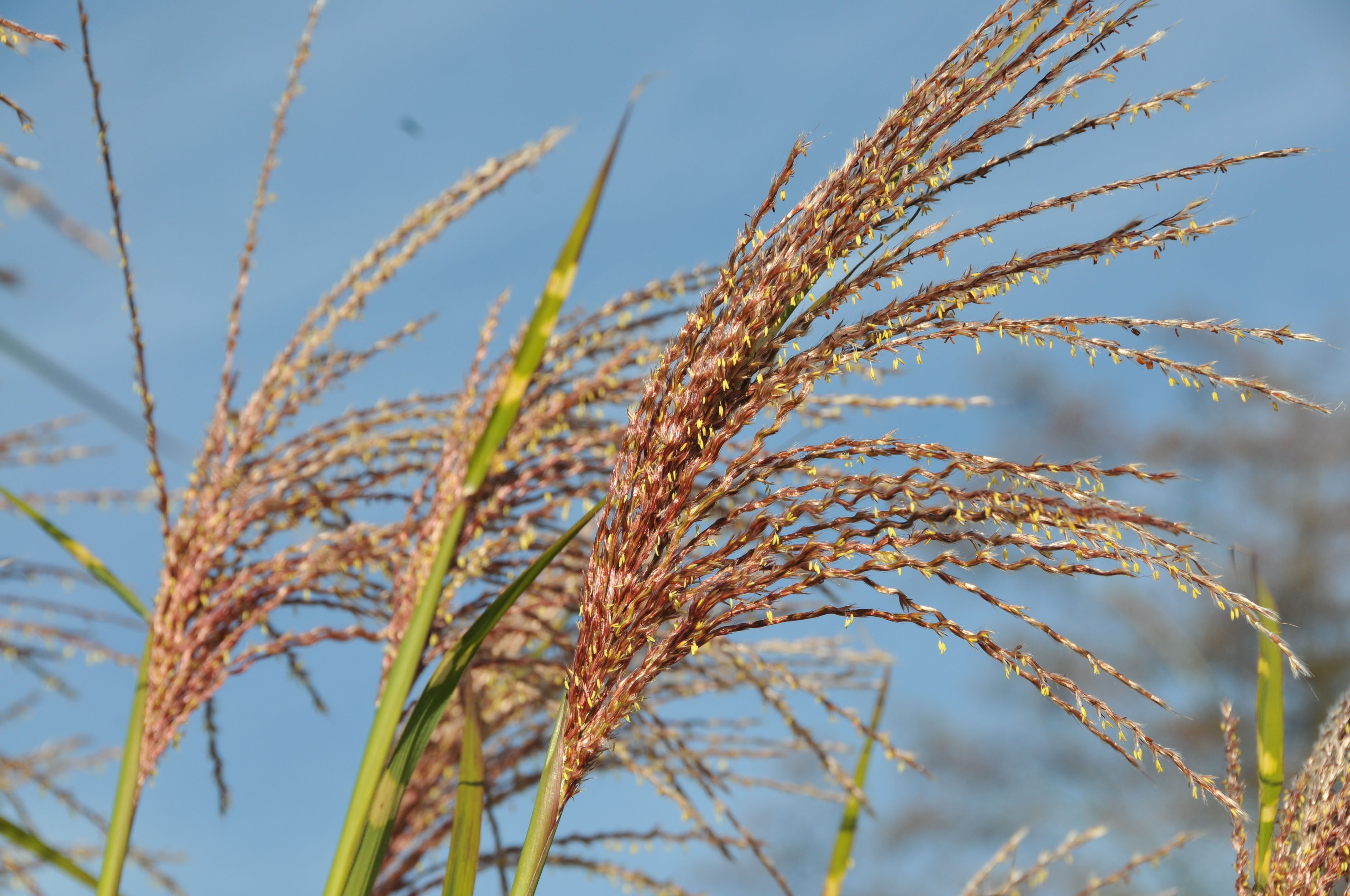 Zebra-Chinaschilf, Miscanthus sinensis Zebrinus