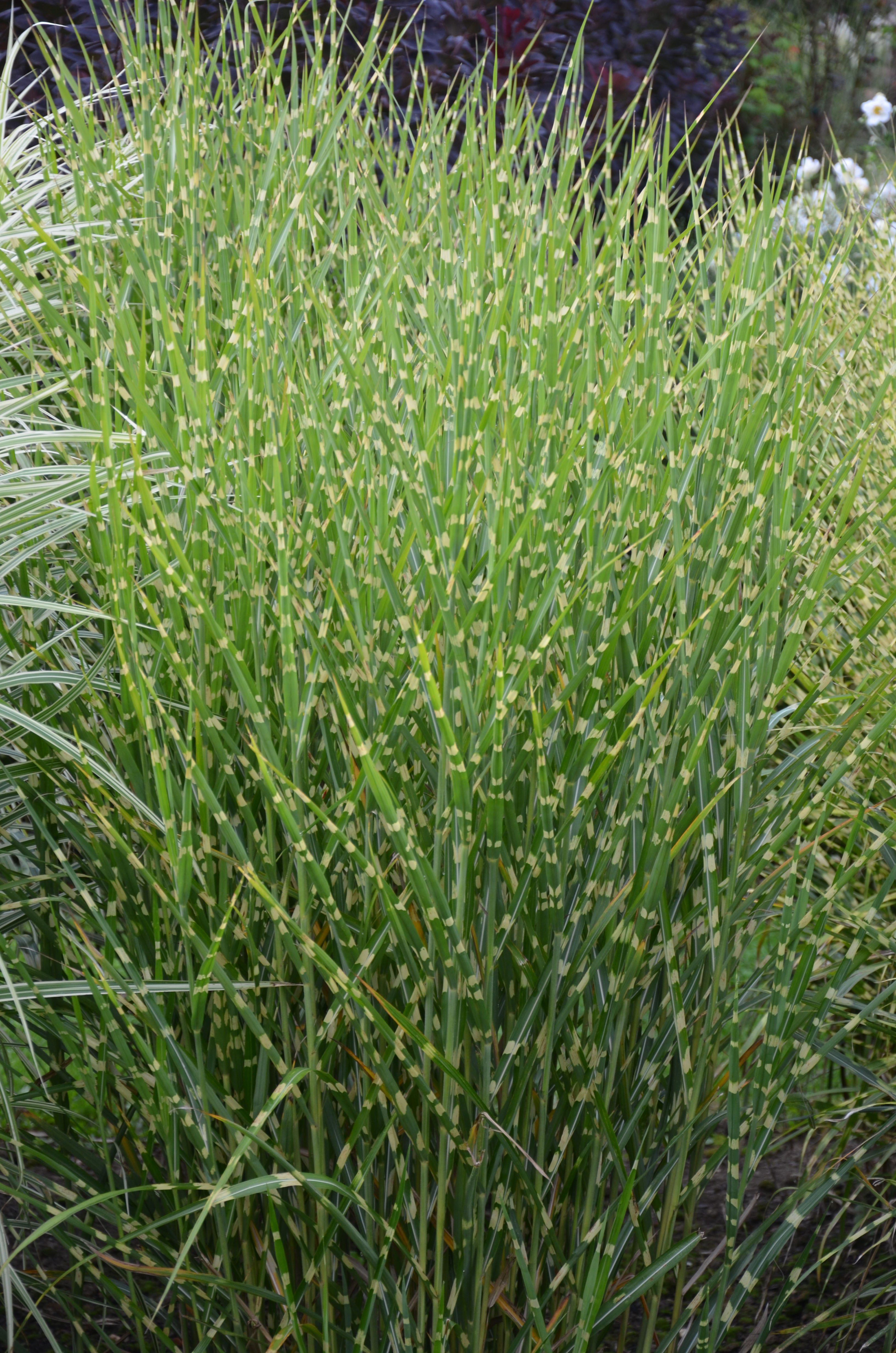 Stachelschweingras, Miscanthus sinensis strictus