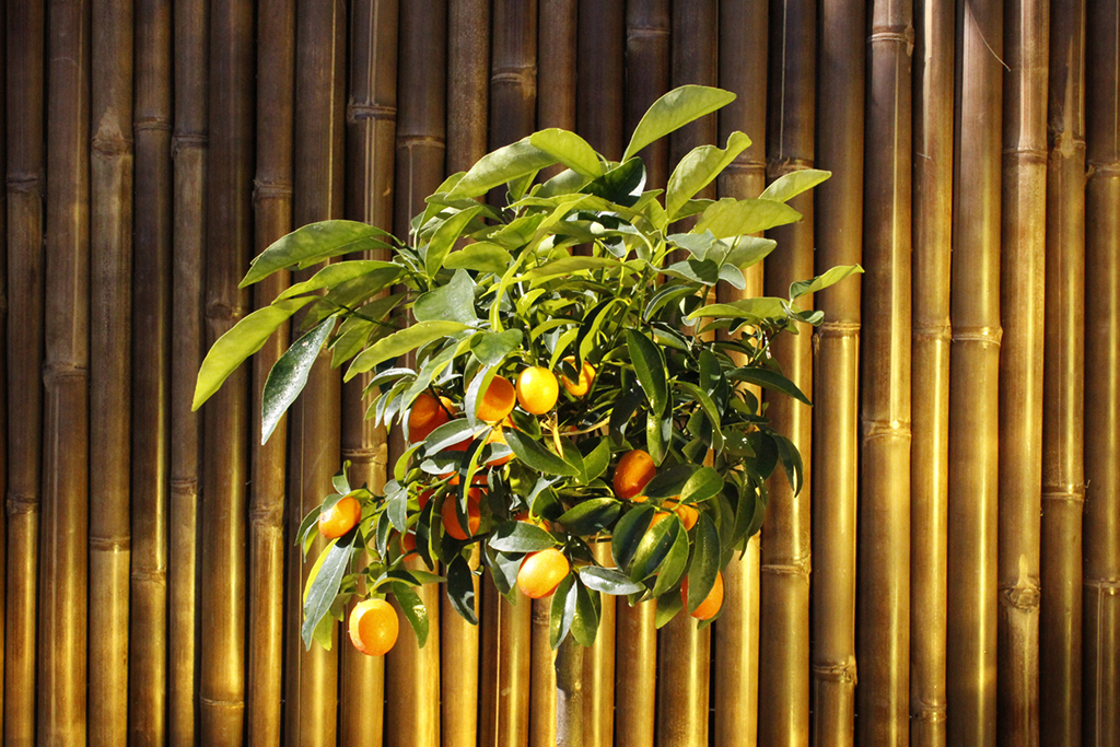 Citrofortunella mitis, Calamondin