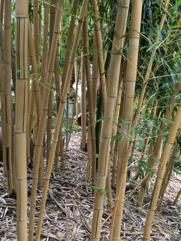 Zauber Bambus, Phyllostachys vivax Aureocaulis