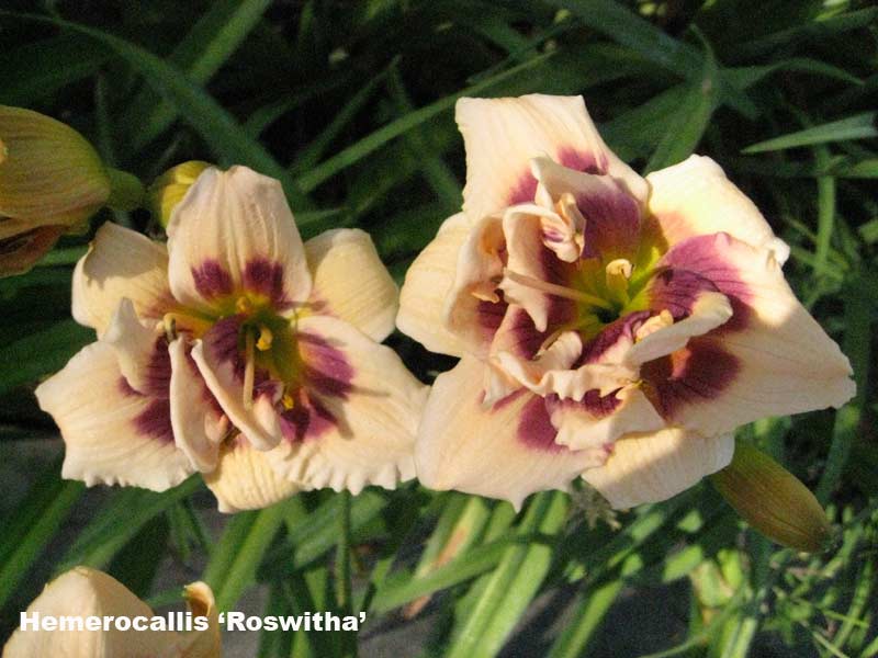 Taglilie, Hemerocallis in Sorten