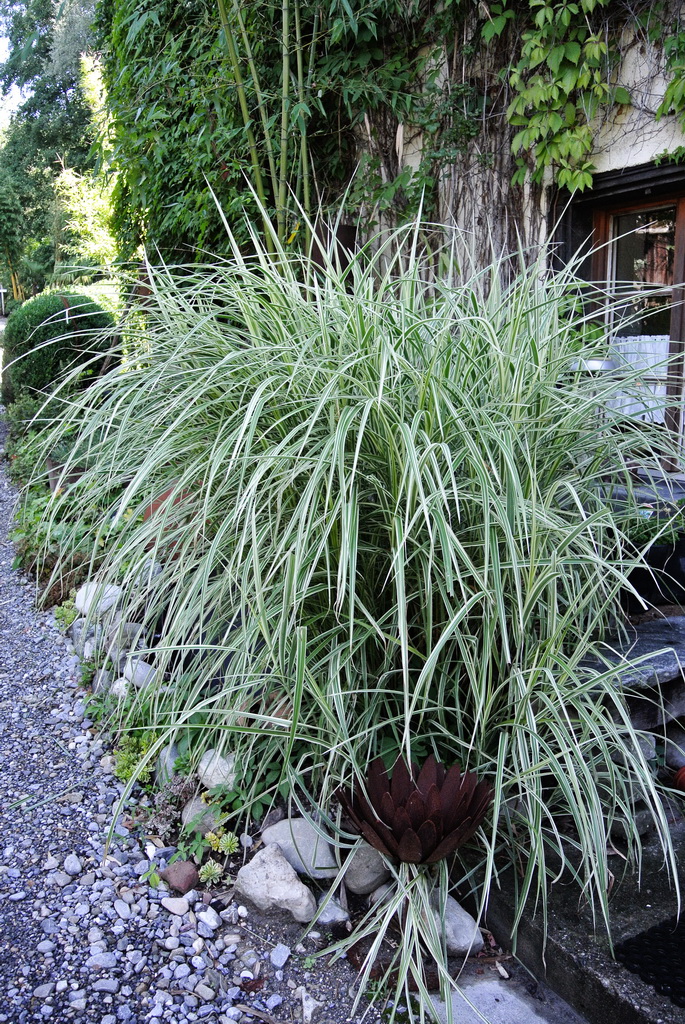 Weißbuntes Chinaschilf, Miscanthus sinensis Variegatus