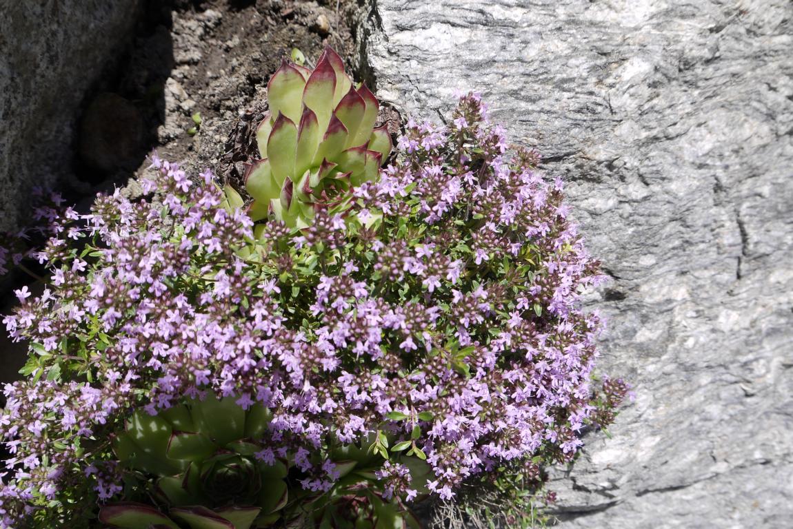 Thymus serpyllum, Sandthymian