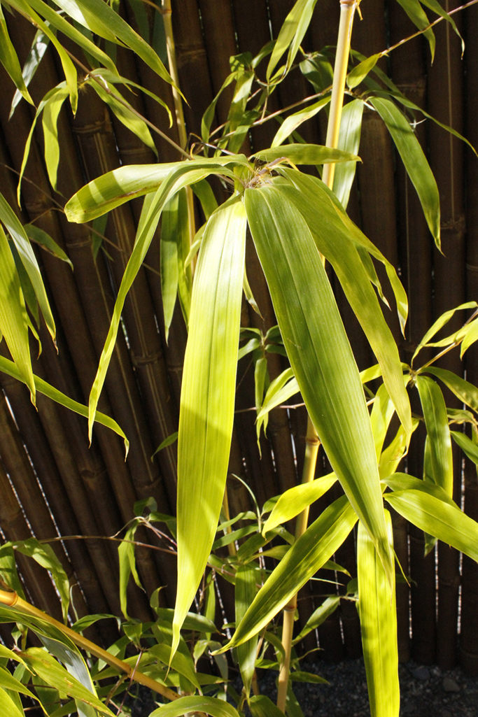 Grüner Furchen Bambus, Phyllostachys vivax Huangwenzhu Inversa