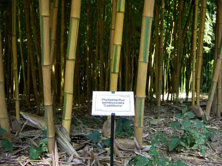 Golden Brillant Bambus, Phyllostachys bambusoides Castillonis